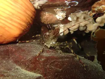 Coonstripe Shrimp
