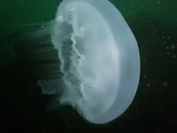 Moon Jelly