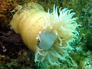 Swimming Anemone