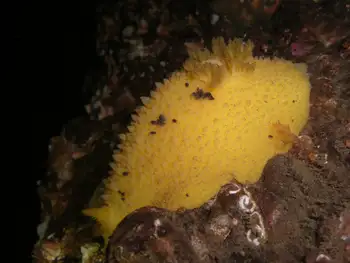 Monterey Sea Lemon