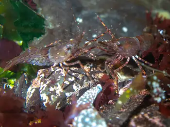 Coonstripe Shrimp
