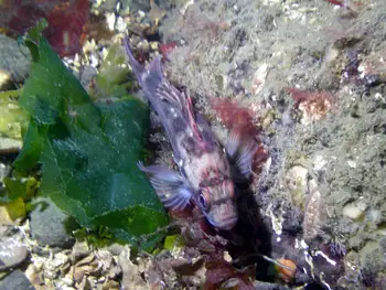Young of Year Rockfish