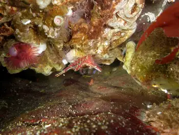 Kincaid Shrimp
