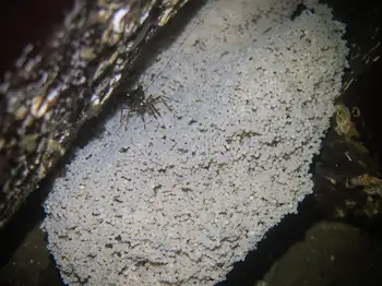 eggs lingcod