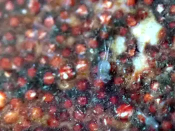 Amphipod