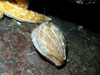 Smooth Pink Scallop
