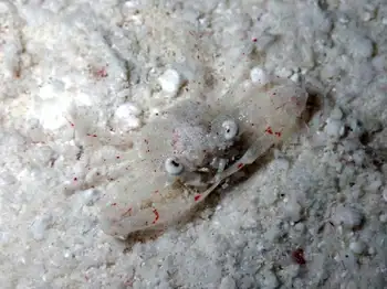 Crab