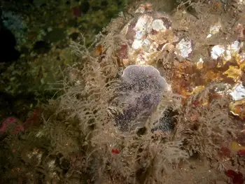 Coarse Sea Fir Hydroids