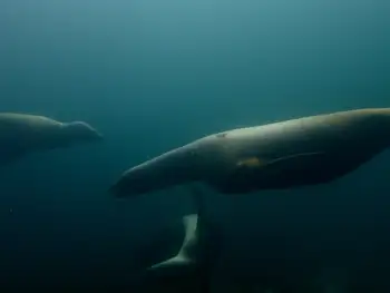 California Sea Lions