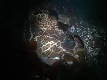 Lingcod