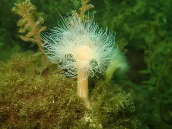 Metridium Anemone