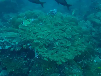 Pocillopora Coral