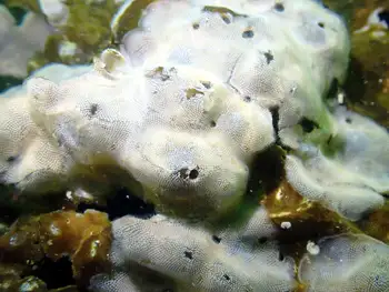 Kelp Lace Bryozoan