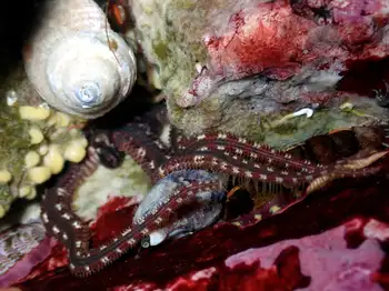 Daisy Brittle Star