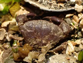 Purple Shore Crab