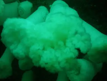 Metridium Anemones