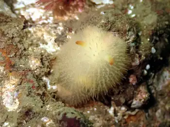 Sandalwood Nudibranch