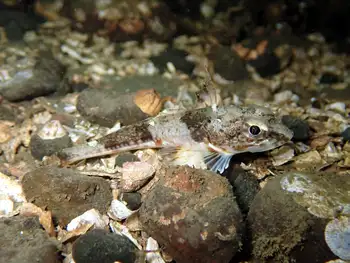 Roughback Sculpin
