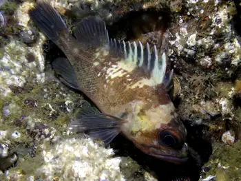 Quillback Rockfish