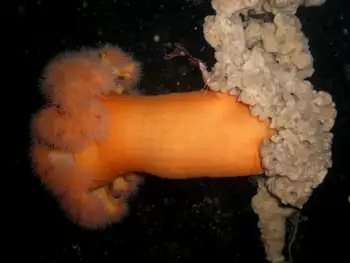 Metridium Anemone