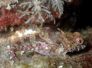 Scalyhead Sculpin