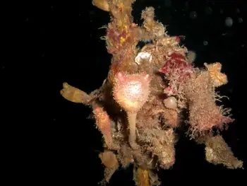 Bristly Tunicate