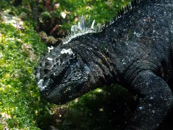 Marine Iguana