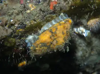 limpet