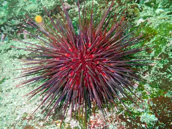 Red Sea Urchin