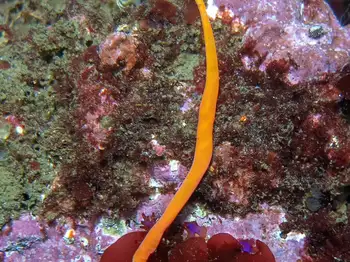 orange ribbon worm