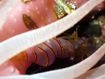 Candy Stripe Shrimp