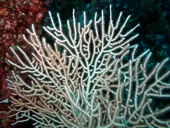 Fan Coral