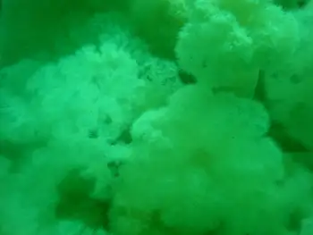 Metridium Anemones