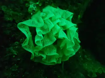 Eggs Nudibranch
