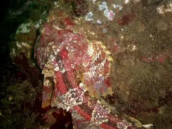 Red Irish Lord Sculpin