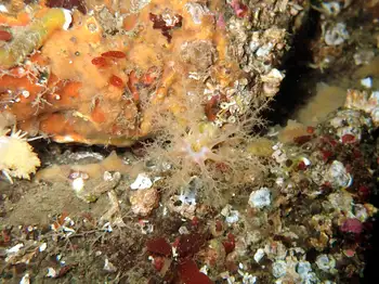 Stiff Footed Sea Cucumber