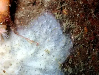 pacific white crust tunicate