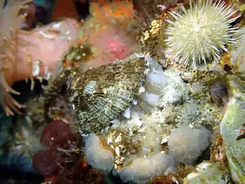 Rough Keyhole Limpet