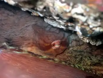 Red Octopus