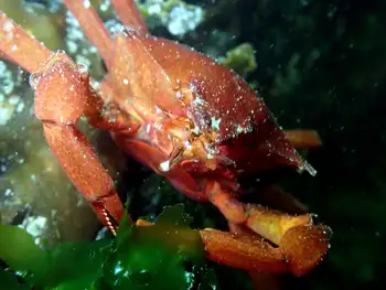 Northern Kelp Crab