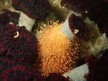 Orange Hydroids