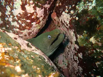 Panamic Moray Eel