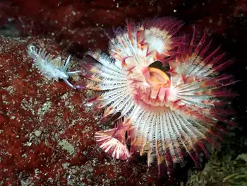 Red Gilled Nudibranch