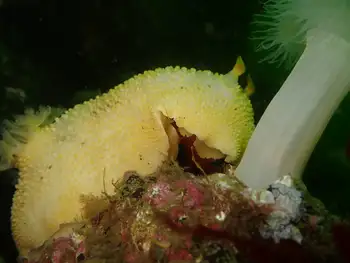 noble sea lemon
