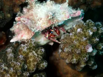 Coral