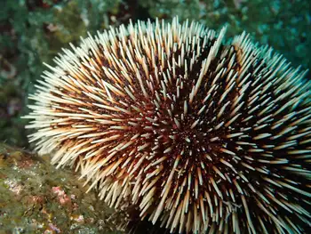 White Urchin