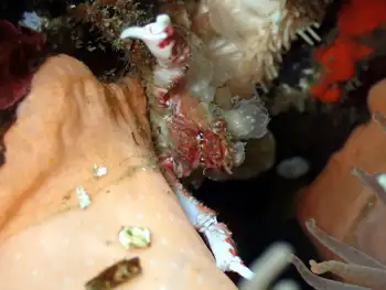 Moss Crab
