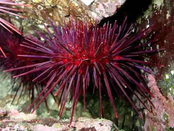 Red Sea Urchin