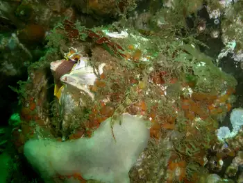 Giant Acorn Barnacle