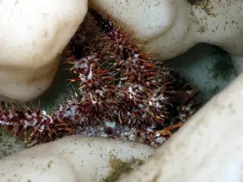 Spiny Lithoid Crab